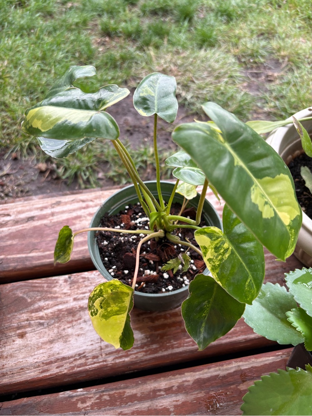 Variegated Green Philodendron Plant for Reptile Terrariums - Green/Cream